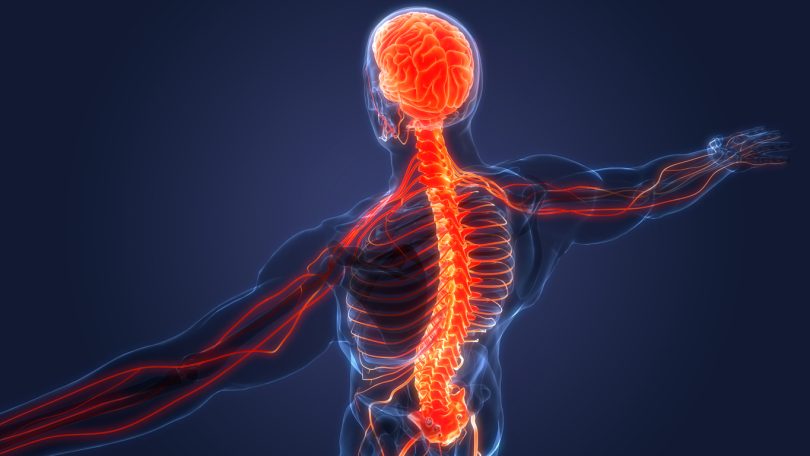 Spine and vagus nerve