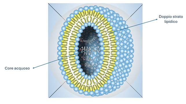 Articolo sul Journal of Nanotechnology sulla struttura delle nanovescicole lipidiche