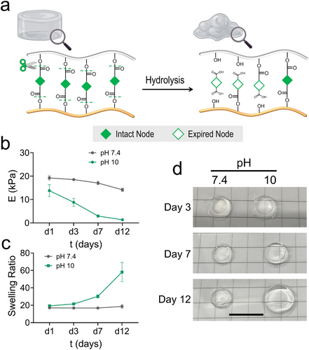 Schema e grafici della degradazione idrolitica degli idrogel di PVA a pH 7.4 e pH 10, con modulo di compressione, rapporto di espansione e immagini fisiche nel tempo