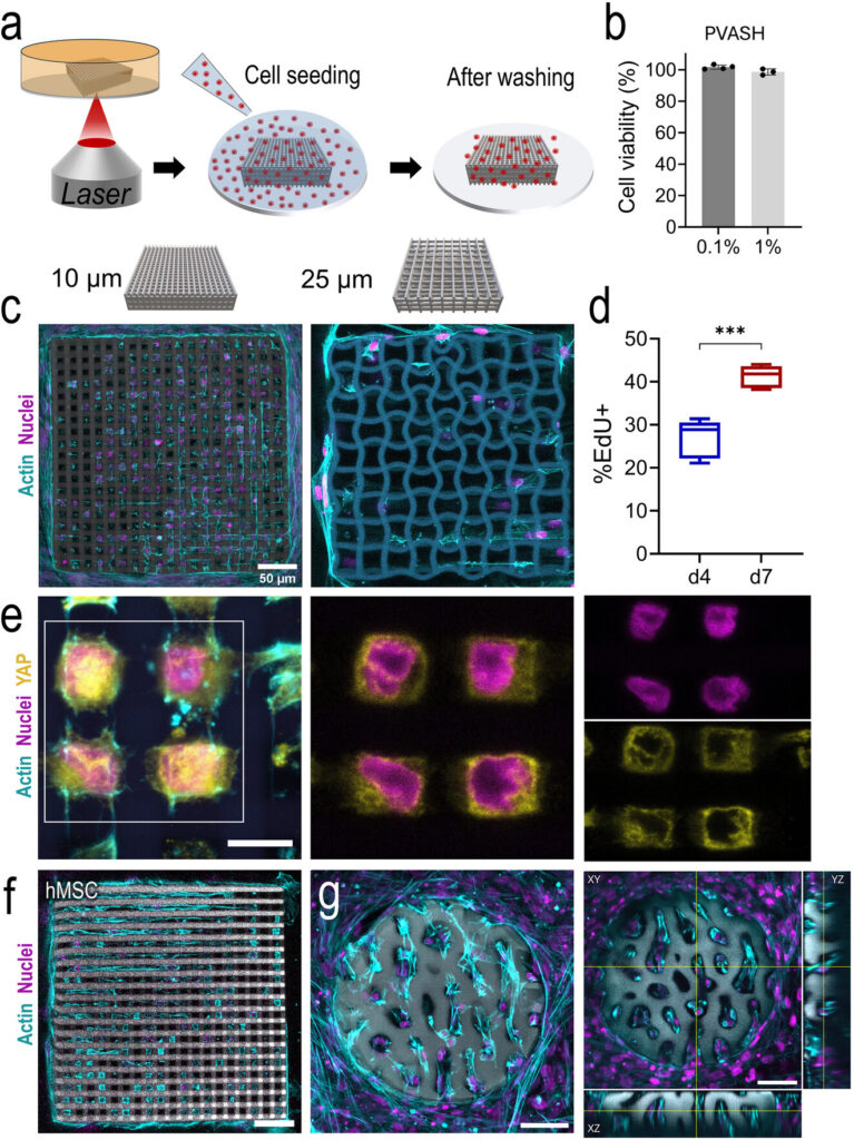 Figura 3: test di biocompatibilità dell'idrogel PVASH con immagini confocali di cellule HDF e hMSC che colonizzano i micro-impianti e grafici di vitalità cellulare