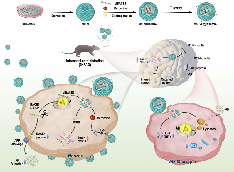 tecnica CRISPR/Cas9 esosomi
