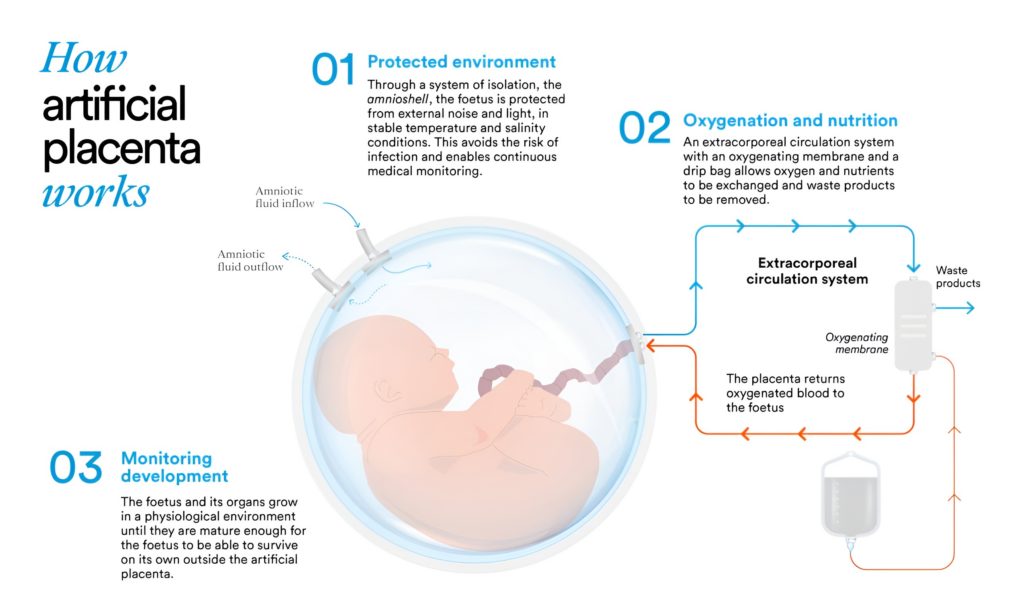 Schema del funzionamento della placenta artificiale: ambiente protetto, ossigenazione e monitoraggio dello sviluppo