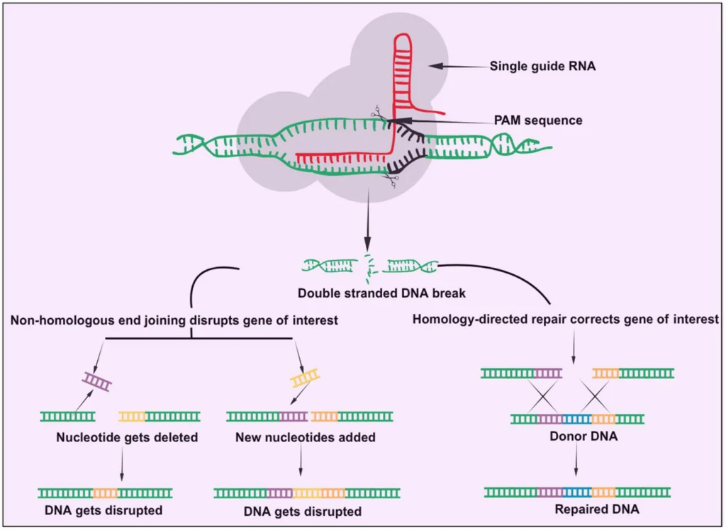 processo tecnologia CRISPR/Cas9 forbici molecolari