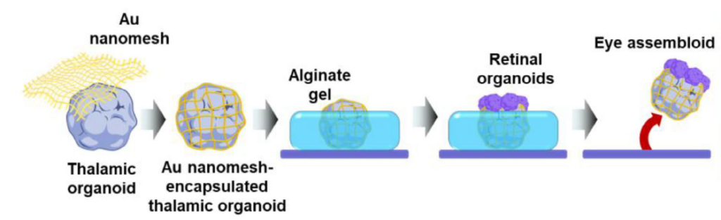 Processo di creazione di un assembloide oculare tramite incapsulamento di organoidi in nanorete d'oro e gel di alginato
