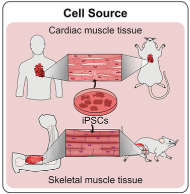 Fonti di tessuto muscolare cardiaco e scheletrico da modelli umani, animali e cellule staminali pluripotenti (iPSCs)
