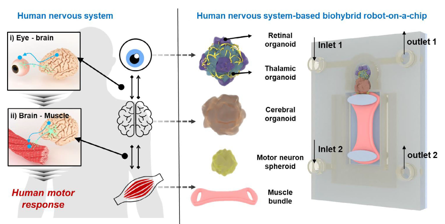 Schema che illustra la mappatura tra il sistema nervoso umano e i componenti biologici di un chip bioibrido