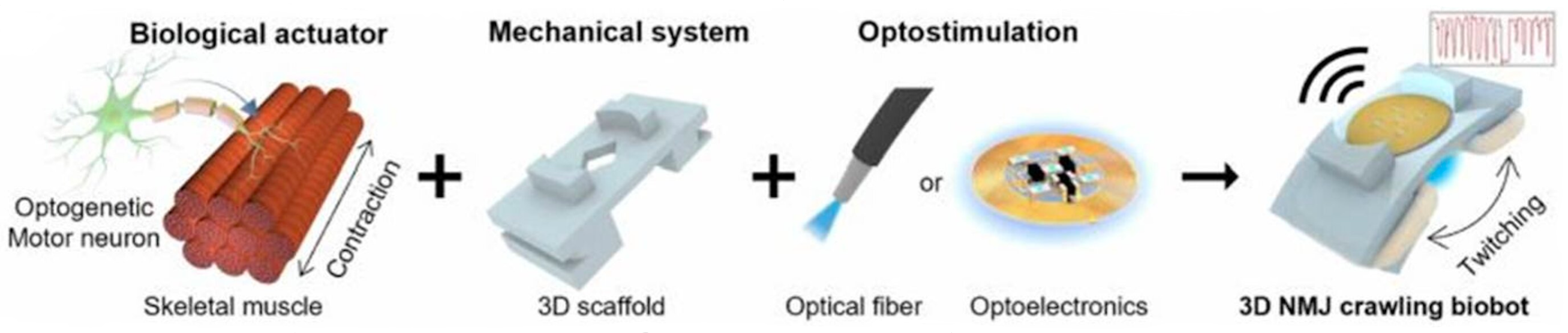 Componenti del crawler: attuatore biologico, sistema meccanico e optostimolazione che formano un biobot strisciante
